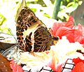 Brown speckled butterfly KL.