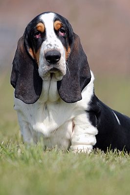 Basset hound