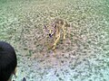 A coyote approaches a child in a school yard