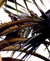 Drie grote alexanderparkieten in een palm