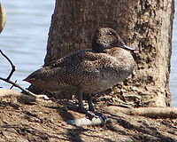 Freckled Duck