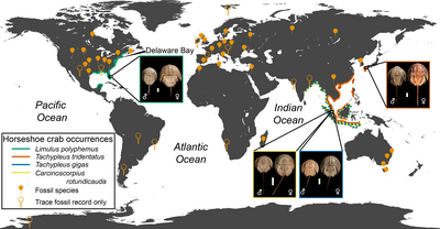 Geographic_distribution_of_modern_and_fossil_horseshoe_crabs