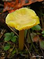 Hygrocybe chlorophana