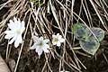 Hepatica asiatica, Ryozensan 2009-3-16.jpg