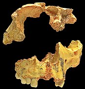 Niño de la Gran Dolina 342, Homo antecessor holotype (0.9 Ma)