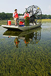 Flat shallow body of water with an airboat in the background and two people standing on it holding plants they apparently pulled from the water, which in the foreground is full of plants with long strands and short even pinnate formations