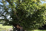 Sommerlinde (Tilia platyphyllos)