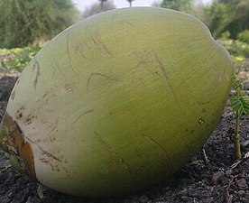 K.Pudur Village Coconut