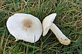 !Lepiota erminea!