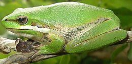 Litoria fallax