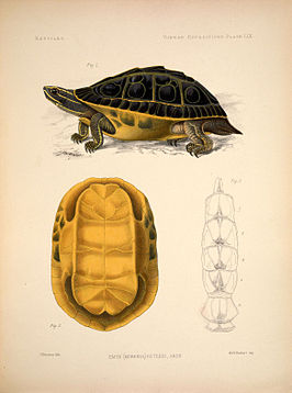 Voorindische pauwoogmoerasschildpad