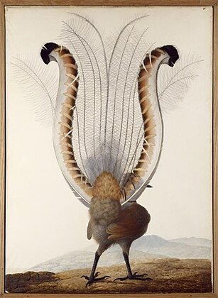 Lyrebird, 1812 Watercolour and gouache on woven paper