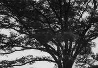 Shot from below of a large tree in full bloom.