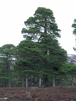 Kifejlett erdeifenyő Skóciában (Mar Lodge, Deeside-i vadon)