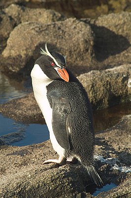 Snareskuifpinguïn