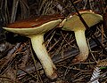 Suillus granulatus