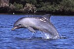 Indo-Pacific dolphin