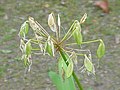 Agapanthus africanus