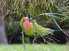 Şeftali yüzlü cennet papağanı (Agapornis roseicollis)