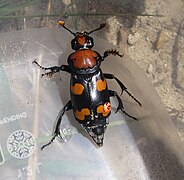 Both parents of Nicrophorus americanus care for their young.