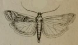 Ancylosis convexella