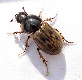 Aphodius contaminatus