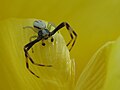 Araña en Ordes