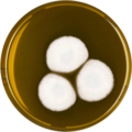 Aspergillus allahabadii growing on MEAOX plate