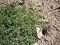 Astragalus leontinus