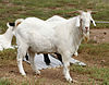 A white goat with horns looks at the camera.