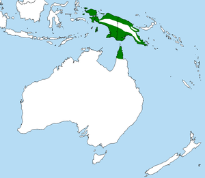 Australian Palm Cockatoo range (in red)