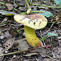 Boletus pulverulentus