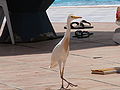 Kuhreiher Cattle Egret