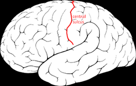 Lateraal aanzicht van de linkergrotehersenhelft bij de mens. De sulcus centralis is in het rood aangegeven.