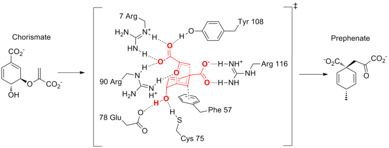 The active site of chorismate mutase during the Cope transition state, showing the multiple hydrogen bond interactions.