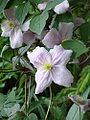 Clematis montana