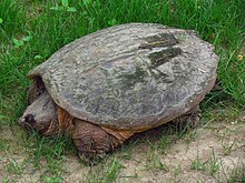 An orange-brown tortoise with a grey carapace