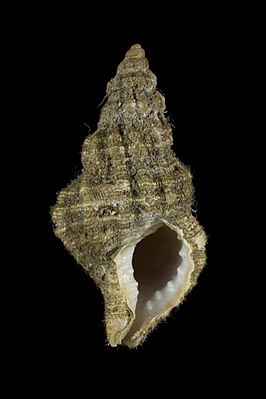 Cymatiella verrucosa