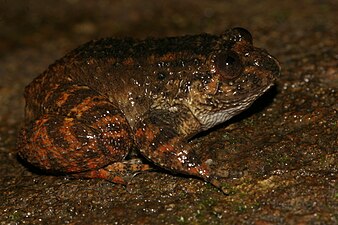 Lateral view