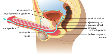 Ejaculation anatomy en.svg