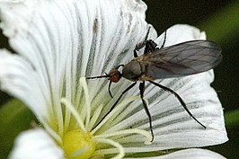 Empis pennipes