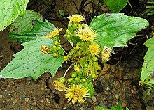 Photograph of Erato polymnioides showing leaves and yellow flowers