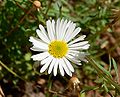 Erigeron karvinskianus