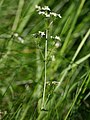 Galium saxatile: habitus, Photo by Kristian Peters