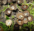 (Cyathus striatus)