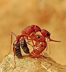 A worker Harpegnathos saltator (a jumping ant) engaged in battle with a rival colony's queen