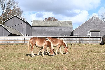 Farm horses