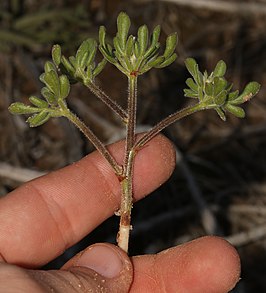 Oxalis virginea