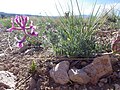 Oxytropis sericea fra Nord-Amerika