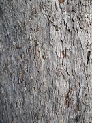 bark